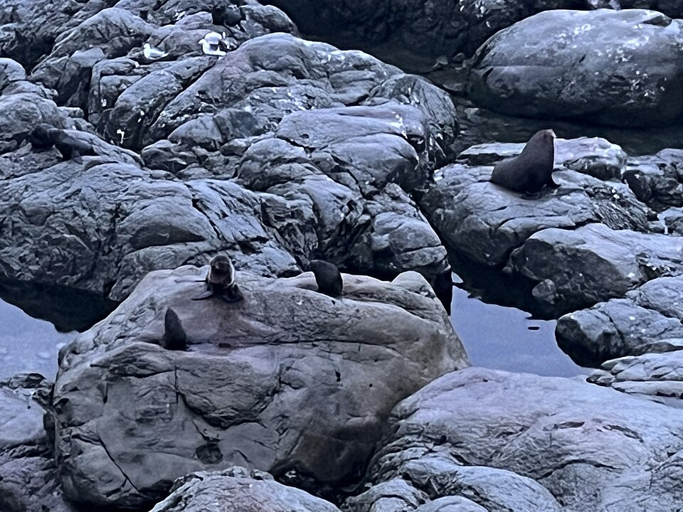 오하우 포인트 물개 전망대 (Ōhau Point Seal Viewing Area) 여행 추천 - 로드트립