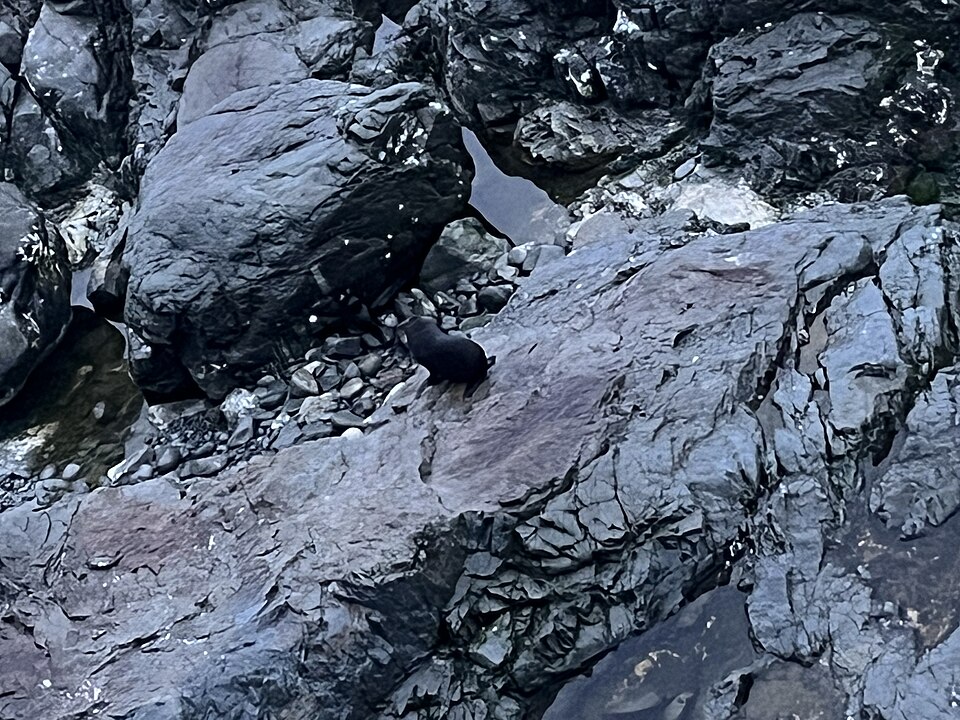 오하우 포인트 물개 전망대 (Ōhau Point Seal Viewing Area) 여행 추천 - 로드트립