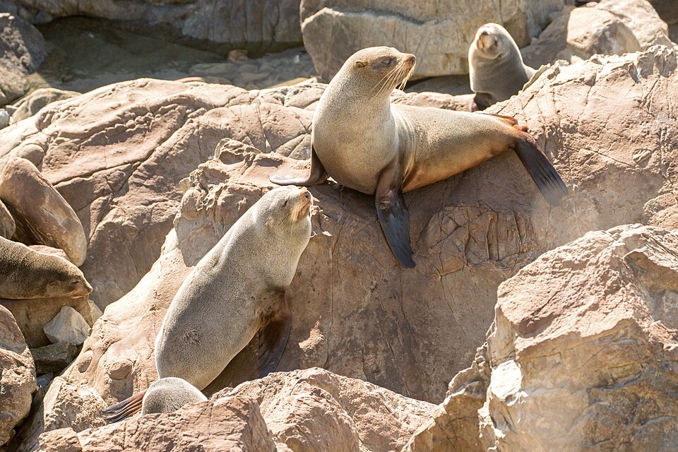 오하우 포인트 물개 전망대 (Ōhau Point Seal Viewing Area) 여행 추천 - 로드트립
