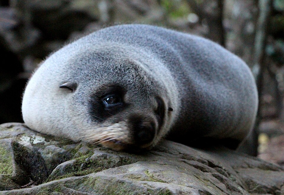 오하우 포인트 물개 전망대 (Ōhau Point Seal Viewing Area) 여행 추천 - 로드트립