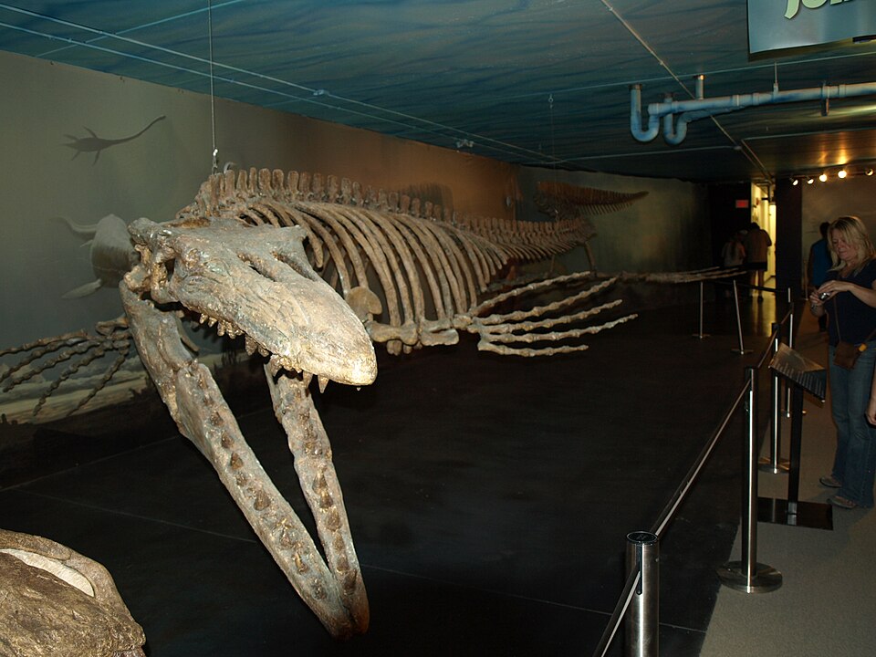 캐나다 화석발견센터 (Canadian Fossil Discovery Centre) 여행 추천 - 로드트립