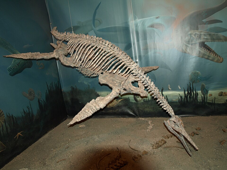 캐나다 화석발견센터 (Canadian Fossil Discovery Centre) 여행 추천 - 로드트립