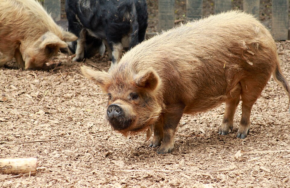 해밀턴 동물원 (Hamilton Zoo) 여행 추천 - 로드트립
