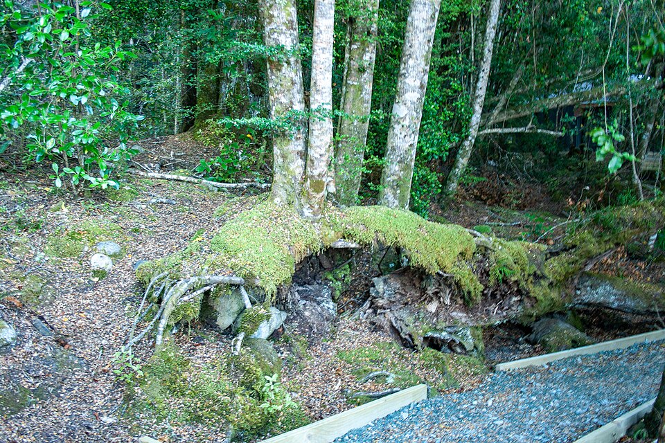 테아나우 반딧불 동굴 (Te Anau Glowworm Caves / Te Ana-au) 여행 추천 - 로드트립