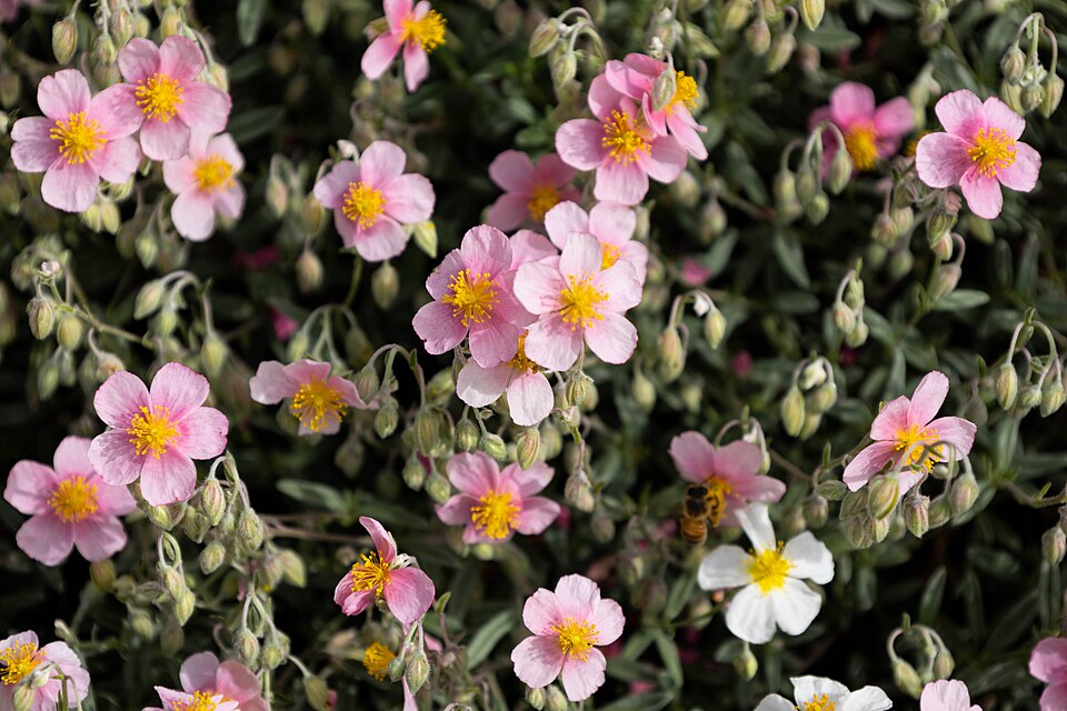 덴버 식물원 요크 스트리트 (Denver Botanic Gardens – York Street) 여행 추천 - 로드트립
