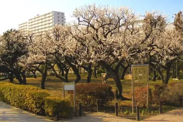 히카리가오카 공원 여행 추천 - 메고지고