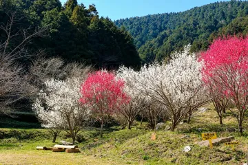 코엔진노타키 벚꽃공원 여행 추천 - 메고지고