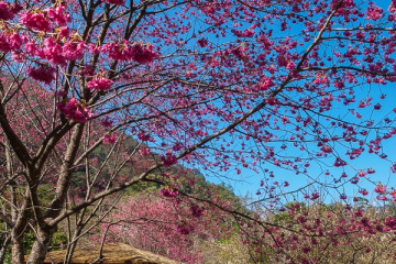 백시안산 산림휴양지 여행 추천 - 메고지고