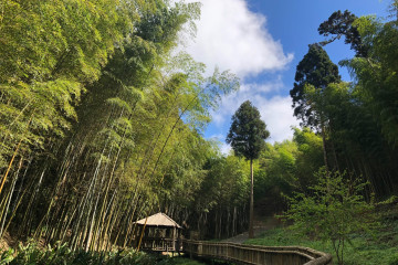 삼나무 숲길 여행 추천 - 메고지고
