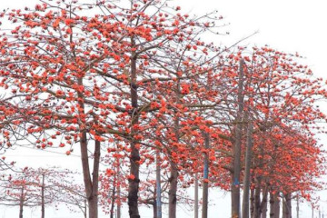 베이터우 양핑푸 문화공원 여행 추천 - 메고지고