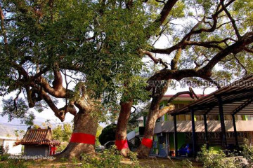 다종예 사원(큰 녹나무) 여행 추천 - 메고지고