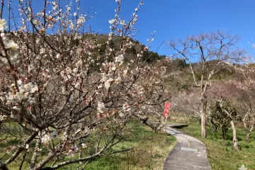 야마나카 케이 여행 추천 - 메고지고