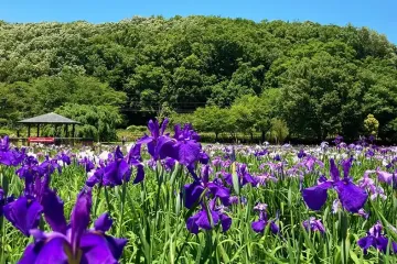 하치코쿠야마 산 녹지 여행 추천 - 메고지고