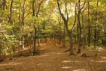 사야마 공원 여행 추천 - 메고지고