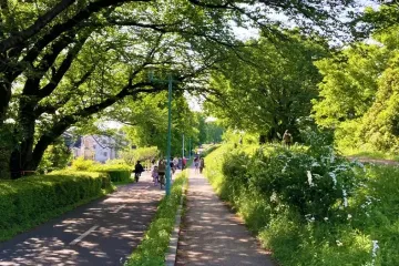 하치코쿠야마 산 녹지 여행 추천 - 메고지고