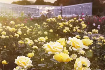 요괴 우체통 & 조후역 북쪽 제1 자전거 주차장 여행 추천 - 메고지고