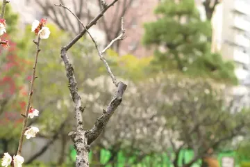 그랜듀오 가마타 여행 추천 - 메고지고