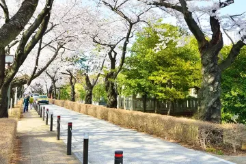 아오야마 공원 여행 추천 - 메고지고