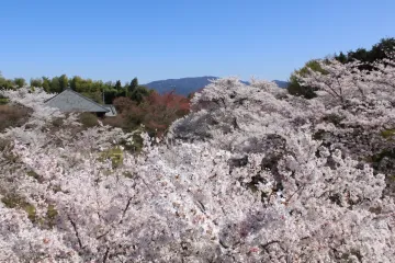 지온인 사원 여행 추천 - 메고지고