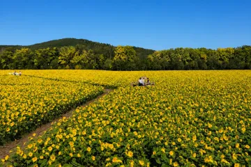 노토로코 산호풀 군락지 · 노토로코 산호풀 축제 여행 추천 - 메고지고
