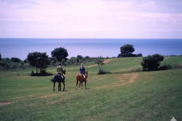타이요노모리 디마초 미술관 여행 추천 - 메고지고