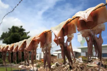 오쿠 다케시마 마이유 시장 여행 추천 - 메고지고