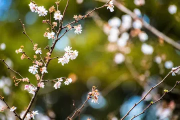치쿠시노 칸트리클럽 여행 추천 - 메고지고