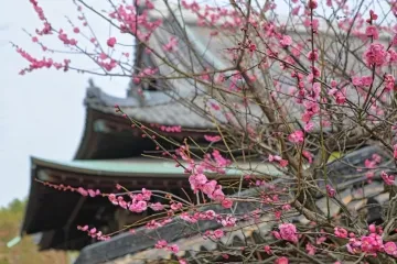 곡물가게 모리미쯔 상점 여행 추천 - 메고지고