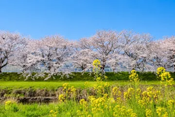 지하수와 전통기술이 만들어 낸 우키하 면 여행 추천 - 메고지고
