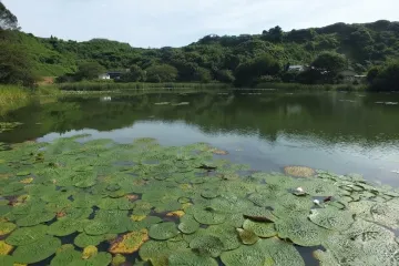 유가와 산에서 바라보는 산리마츠바라(三里松原) 여행 추천 - 메고지고