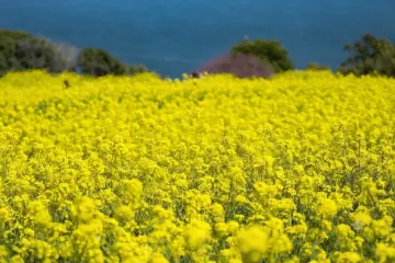노코노시마 아일랜드 파크 여행 추천 - 메고지고