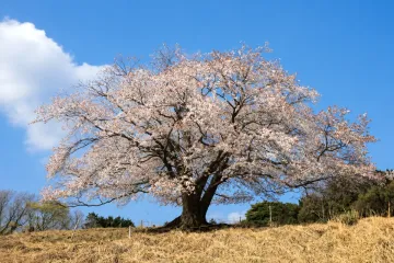 하타노 레이센 여행 추천 - 메고지고