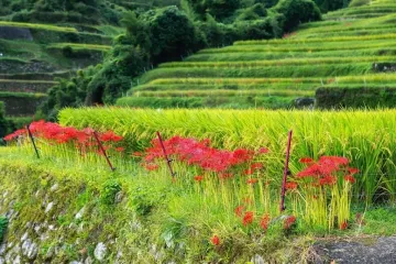 【삼림 테라피 기지 우키하】쓰즈라 다나다(다랑이논) 산책로 여행 추천 - 메고지고