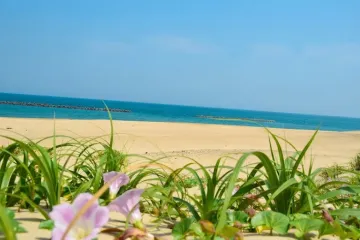 남국(南国)을 연상시키는 노랑무궁화 여행 추천 - 메고지고