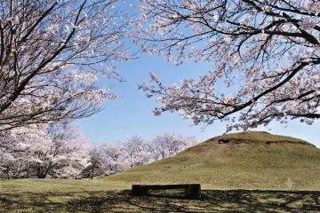 야메 중앙 대다원(파일럿대다원) 여행 추천 - 메고지고