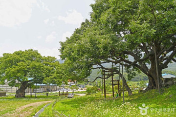 괴산 송덕리 미선나무 자생지 여행 추천 - 메고지고