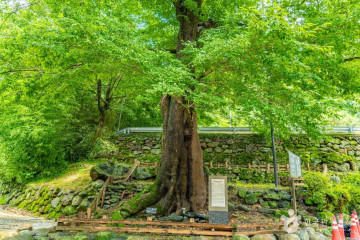 지리산벚꽃카라반캠핑장 여행 추천 - 메고지고
