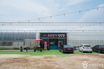 사과깡패 여행 추천 - 메고지고