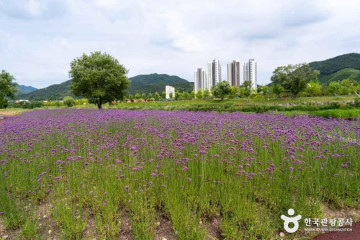 위인더랜드 여행 추천 - 메고지고