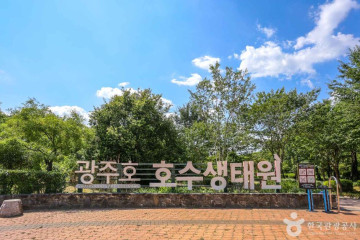 광주 충효동 왕버들 군 여행 추천 - 메고지고