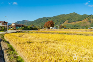 매천사 여행 추천 - 메고지고