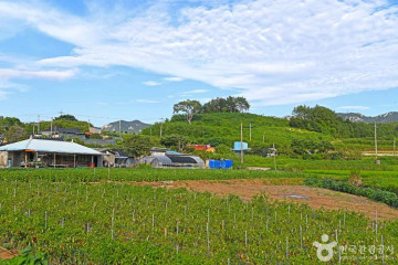 송지 대죽리 조개잡이 체험장 여행 추천 - 메고지고