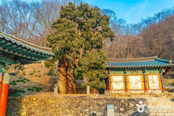 선암사계곡 여행 추천 - 메고지고