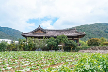 쌍계사(진도) 여행 추천 - 메고지고