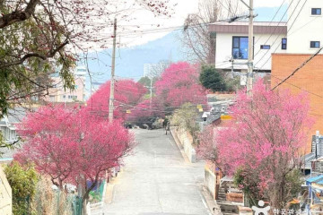 향림사(순천) 여행 추천 - 메고지고