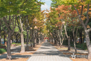 대전광역시청 시민잔디광장 여행 추천 - 메고지고