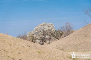 미추왕릉 여행 추천 - 메고지고
