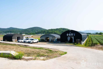 교항리 이팝나무 군락지 여행 추천 - 메고지고