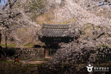 양지생태마을캠핑장 여행 추천 - 메고지고