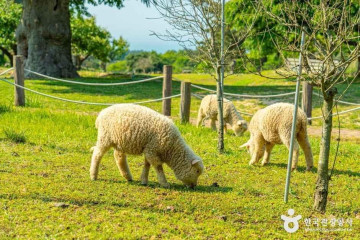 화조원 여행 추천 - 메고지고